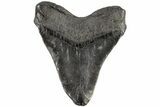 Fossil Megalodon Tooth - South Carolina #170590-2